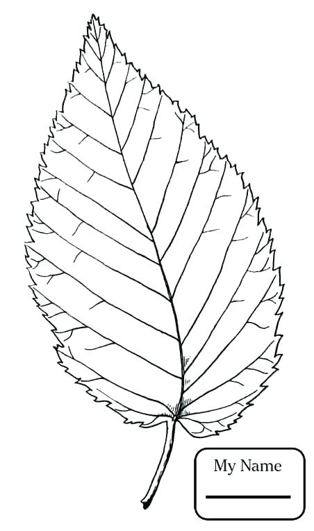 452x765 Oak Leaf Coloring Page Maple Tree Coloring Page Oak Leaf Coloring