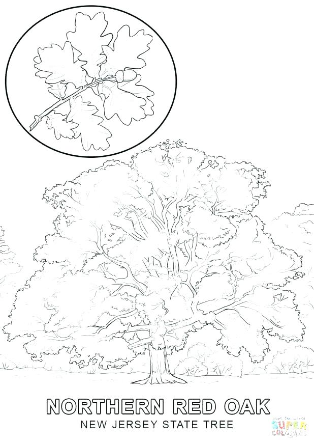 618x872 Oak Tree Coloring Page Little Leaf Of Oak Trees Leaves Oaks