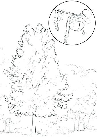 340x480 Oak Tree Coloring Page Tree Pictures For Colouring Apple Tree