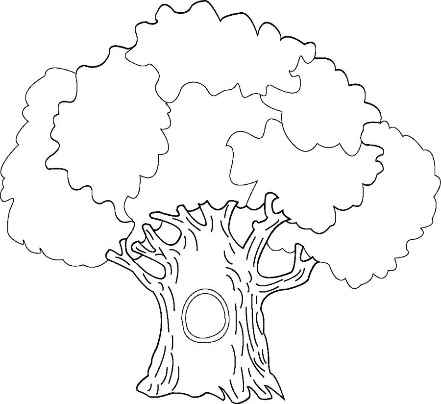 900x824 Oak Tree Coloring Pages Coloring Page Of A Tree White Oak Tree