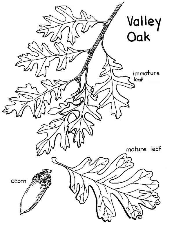 600x804 Oak Tree Valley Oak Tree Leaves And Fruit Coloring Page