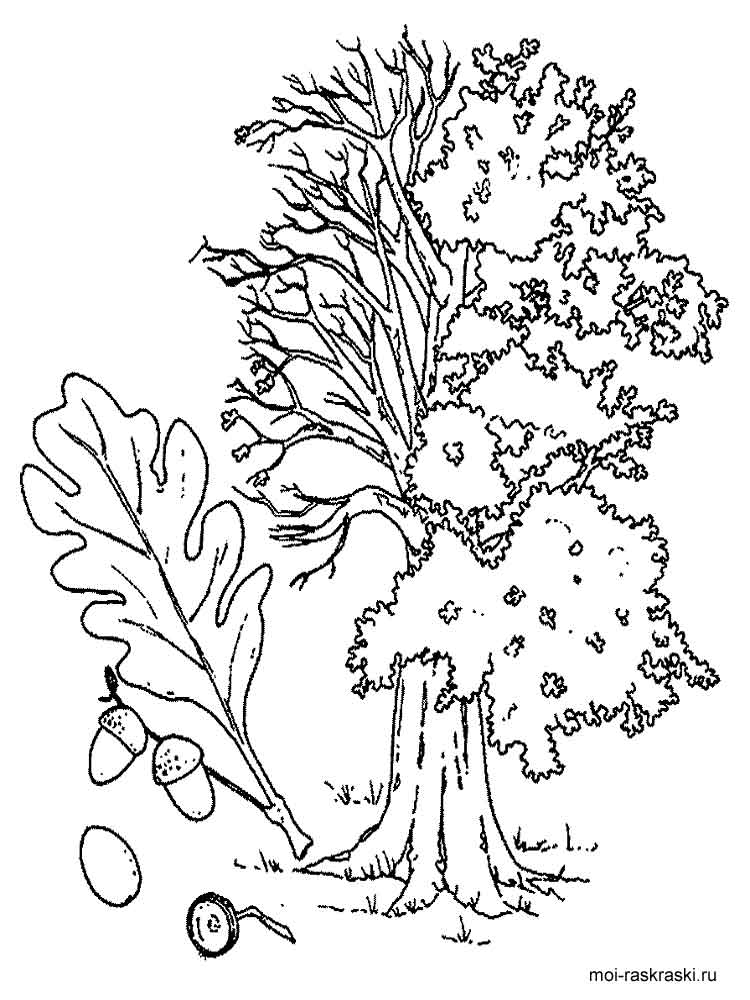 750x1000 Oak Tree Coloring Pages For Kids Free Printable Oak Tree Coloring