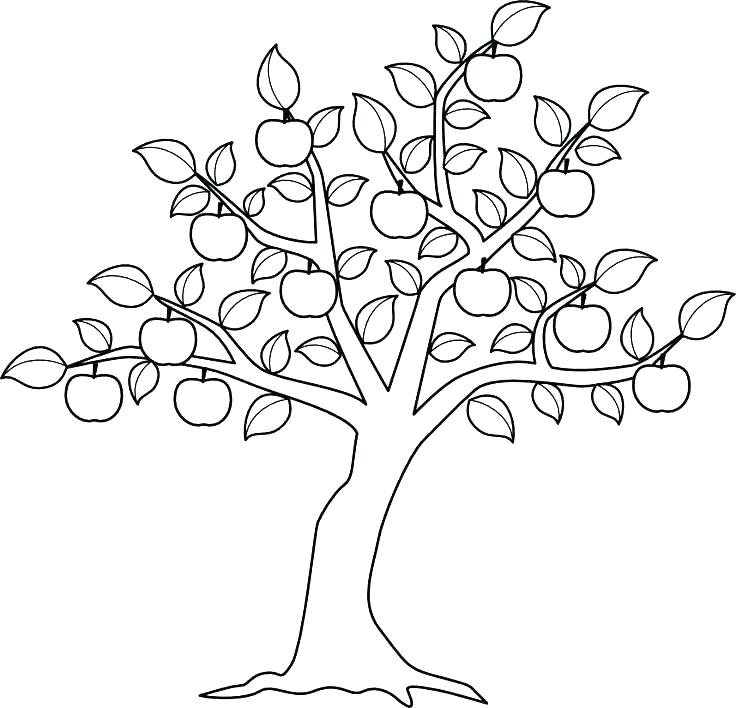 736x708 Trees For Coloring Tree Coloring Pages Tree Coloring Pages Awesome
