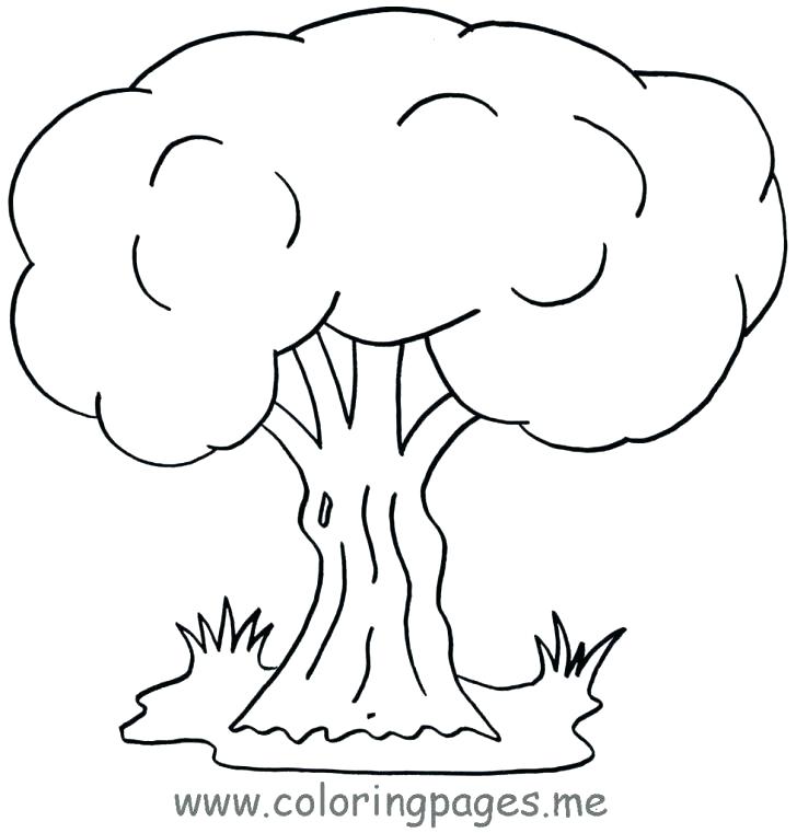 728x761 Oak Tree Coloring Pages
