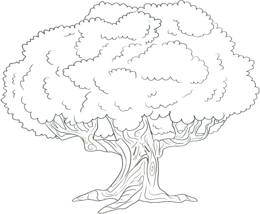 836x688 Oak Tree Coloring Pages Teleks Site