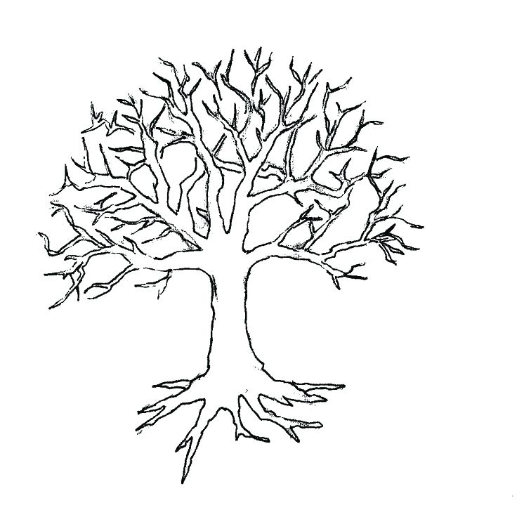 736x736 Coloring Pages Of Trees Oak Tree With So Many Branch Coloring Page