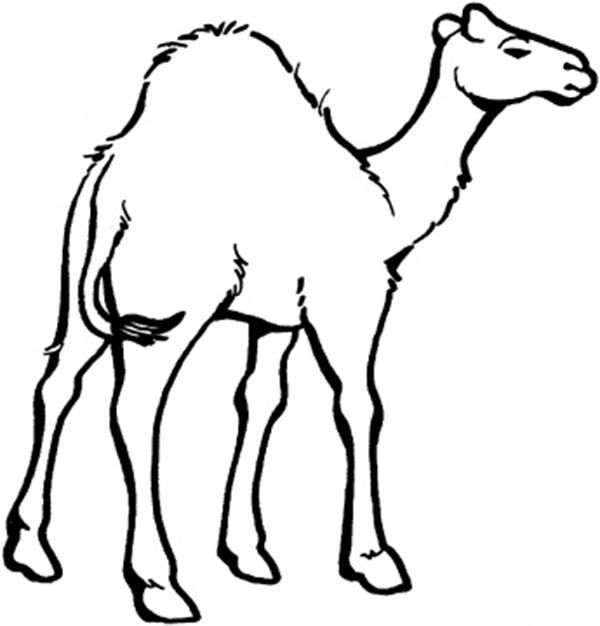 600x626 Camel Coloring Page For Kids Midnight