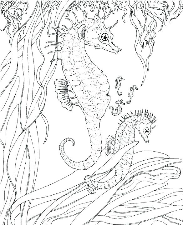 585x720 Adult Ocean Coloring Pages Ocean Coloring Pages For Adults