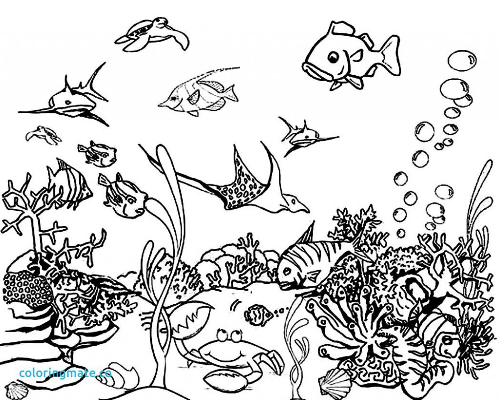 1024x819 Ocean Life Coloring Pages Printable General Animals Scene High