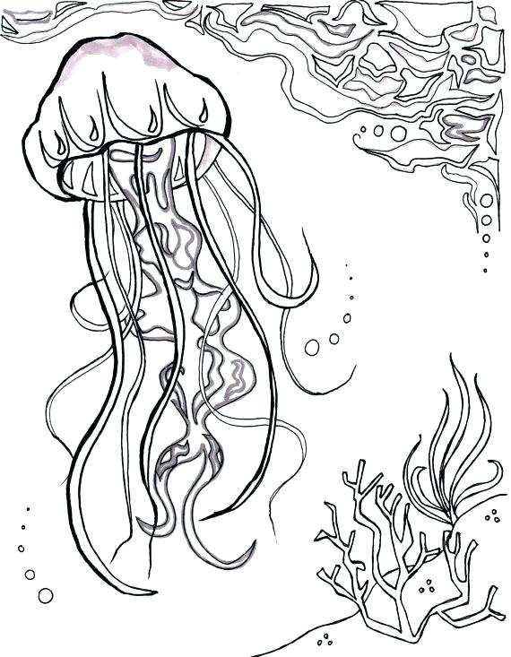 570x733 Ocean Coloring Page Free Coloring Pages View Larger Printable