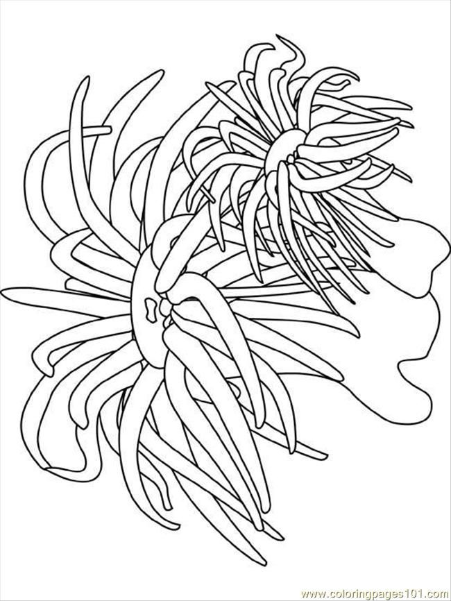 650x866 Ocean Plants Coloring Pages Ocean Coloring Pages Coloring Pages