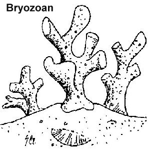 300x297 Ocean Floor Coloring Page