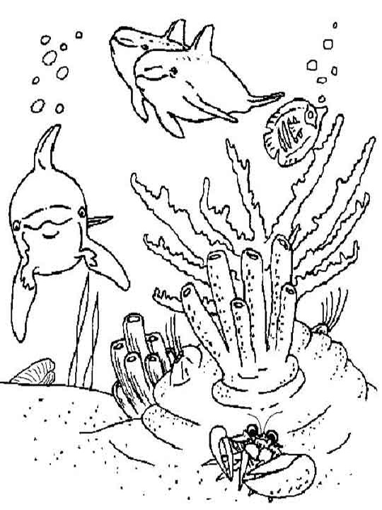 540x720 Ocean Coloring Pages