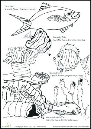 301x426 Marine Coloring Page Ocean Life Coloring Pages Plus Ocean Coloring