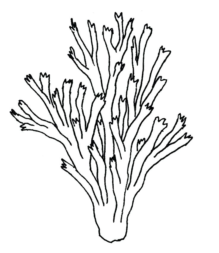 736x851 Ocean Plants Coloring Pages