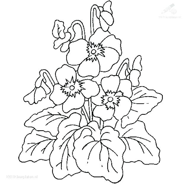 625x625 Plants Coloring Page Ocean Plants Coloring Pages Full Size