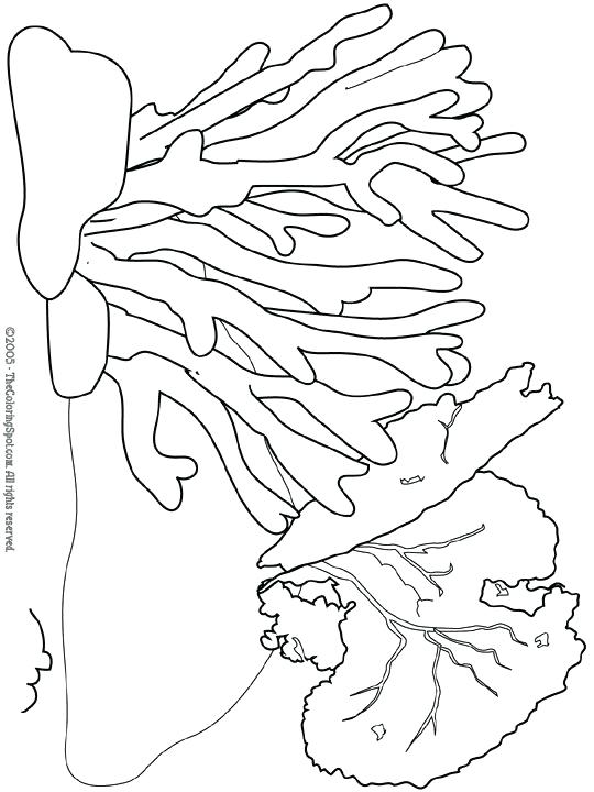 540x720 Coral Coloring Pages Coral Coloring Pages Ocean Plants Coloring
