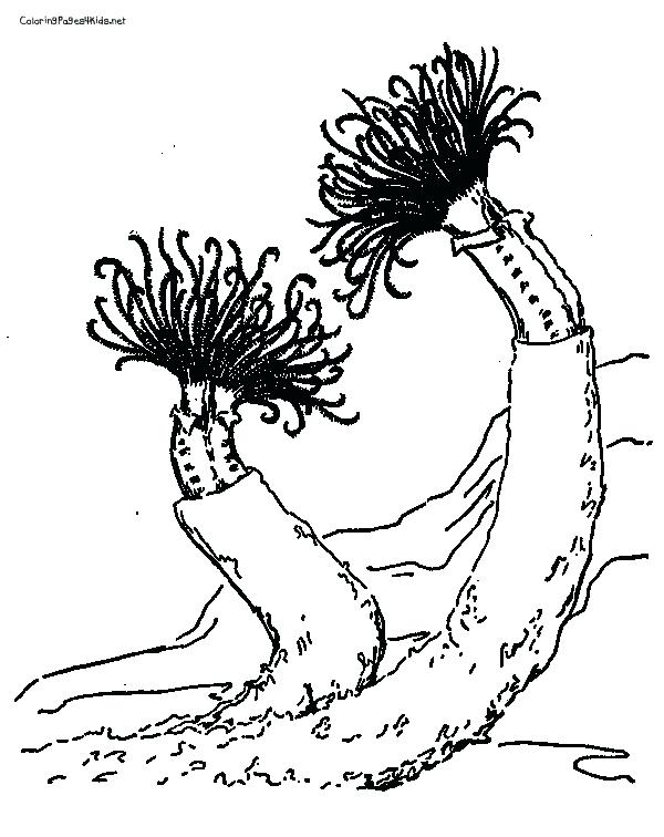 600x756 Sea Plants Coloring Pages Plant Coloring Coloring Book