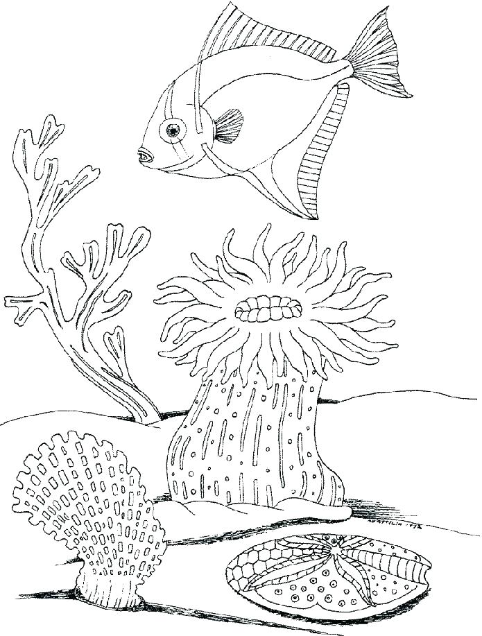 695x917 Underwater Coloring Page Underwater Coloring Pages Underwater