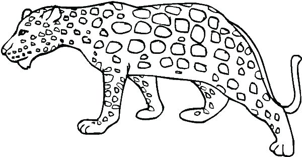 600x312 Snow Leopard Coloring Pages Ocelot Coloring Page Printable Snow