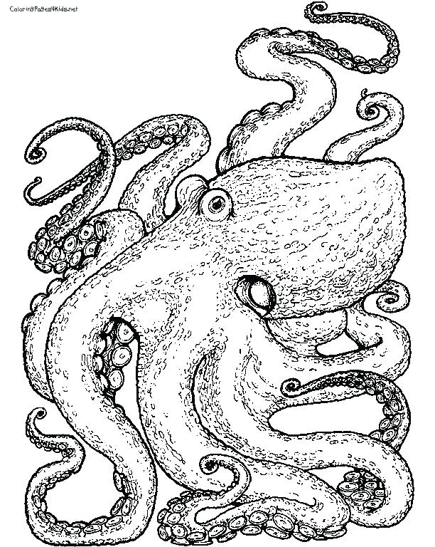 612x768 Coloring Page Octopus Skater Octopus Coloring Page Coloring Pages