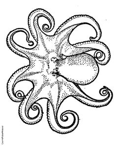 236x297 There Are Over Different Species Of Octopuses Obsession