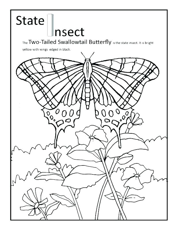 618x800 State Basketball Coloring Pages Buckeyes Click To See Printable