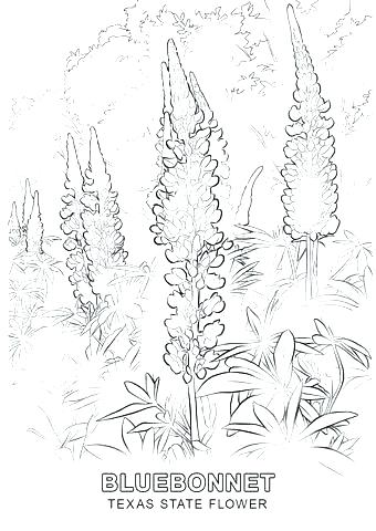 340x480 Bee Coloring Pages Bees On The Net Oklahoma State Flower Coloring