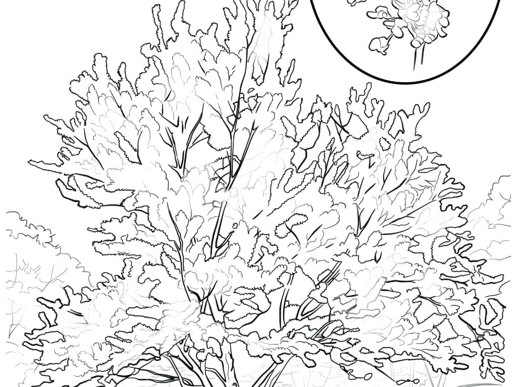 1020x768 Oklahoma State Coloring Pages Aspen Tree Coloring Page Free