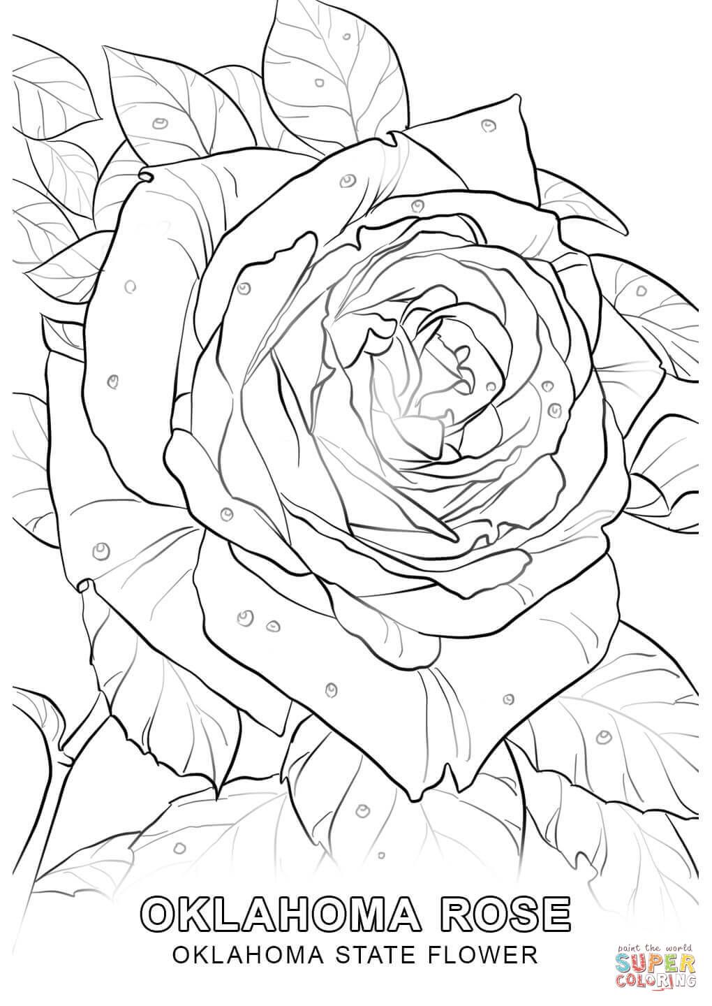 1020x1440 Oklahoma State Flower Coloring Page Free Printable Coloring