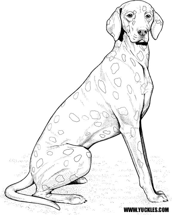 574x718 Dalmatian Coloring Page