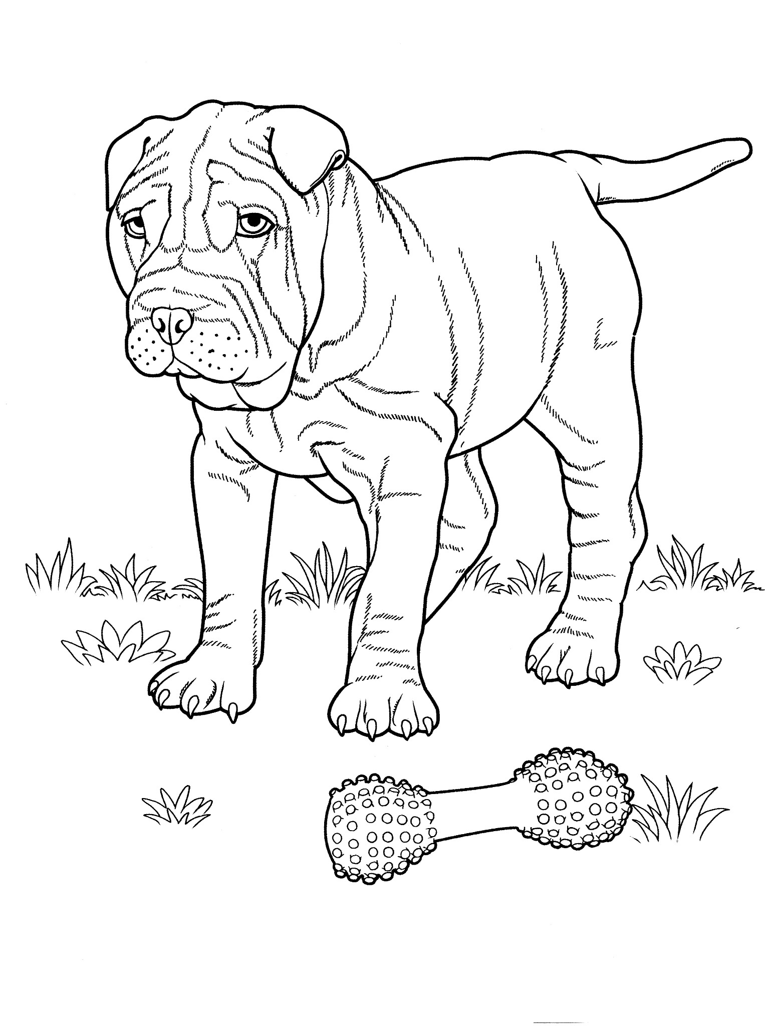 1527x2048 Simple English Springer Spaniel Coloring Pages Dog Teenagers