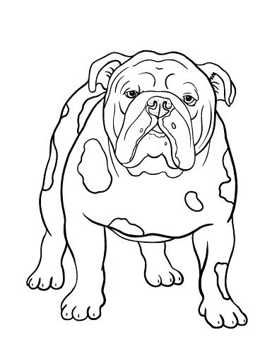 392x507 Bulldog Pictures To Color