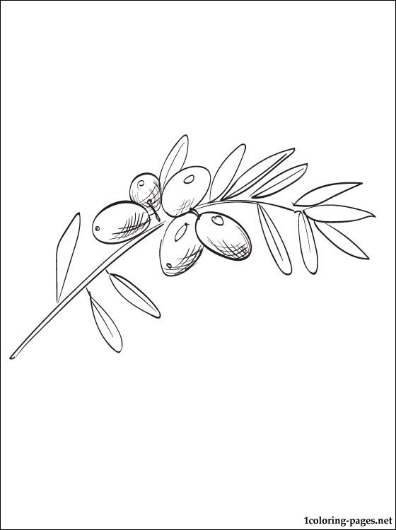 560x750 Olive Coloring Page For Free Coloring Pages