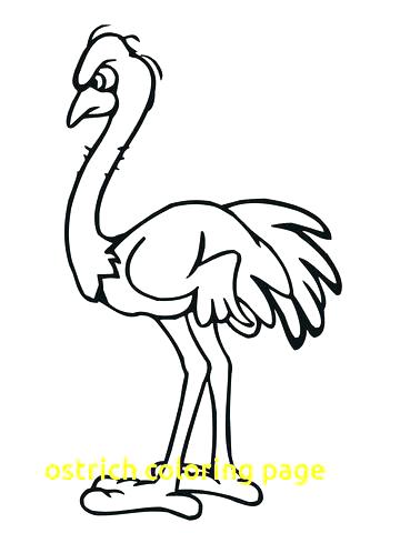 360x480 Ostrich Coloring Page Ostrich Coloring Page Olive The Ostrich