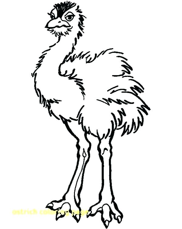 600x756 Ostrich Coloring Page Ostrich Coloring Page Ostrich Coloring Page