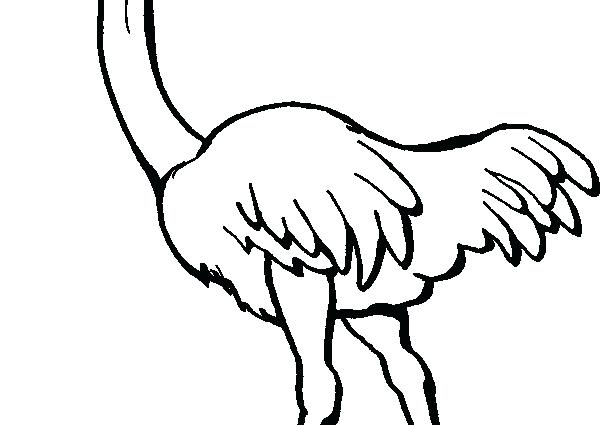 612x425 Ostrich Coloring Page Ostrich Coloring Pages Olive The Ostrich