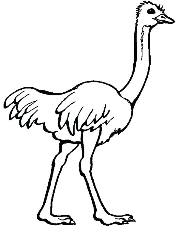 600x756 Ostrich Coloring Page Ostrich Image Coloring Page Olive