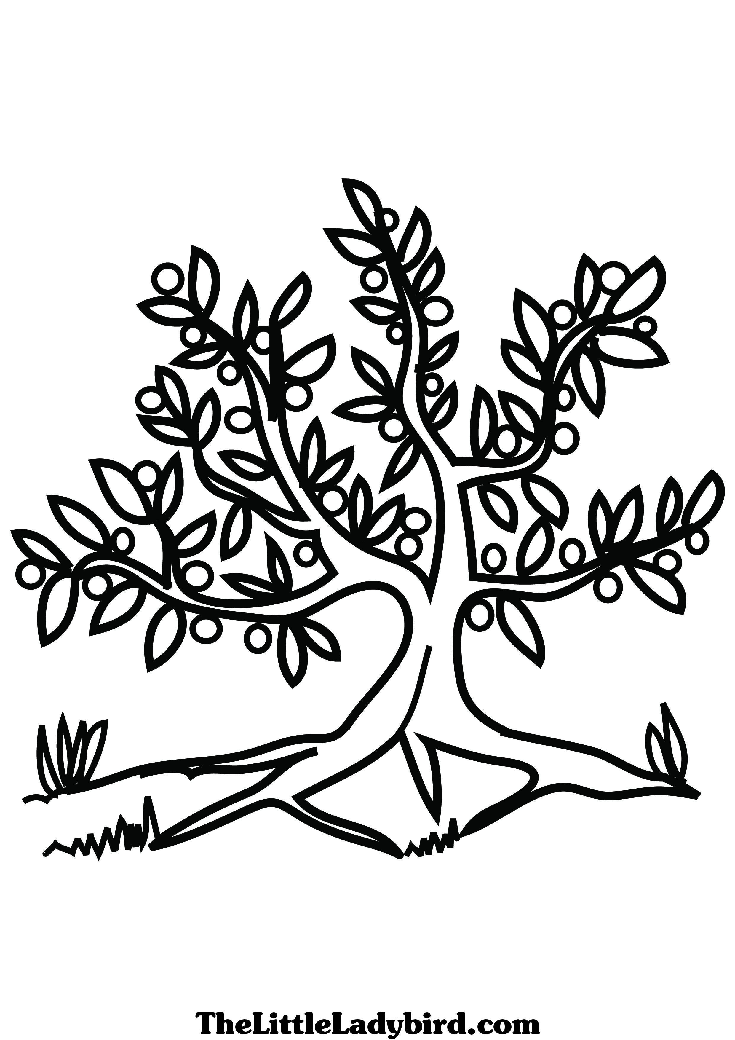 2480x3508 Olive Tree Coloring Page