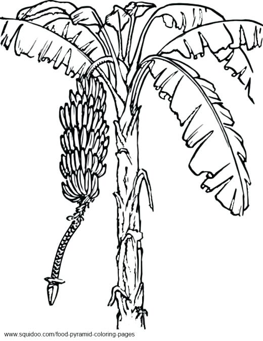 520x674 Olive Tree Coloring Page Fruit Tree Coloring Page Coloring Pages