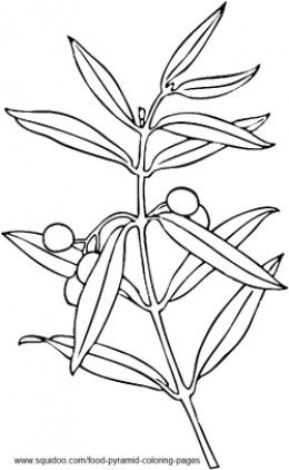260x422 Olive Tree Coloring Pages Zaa Zytoon, Olives