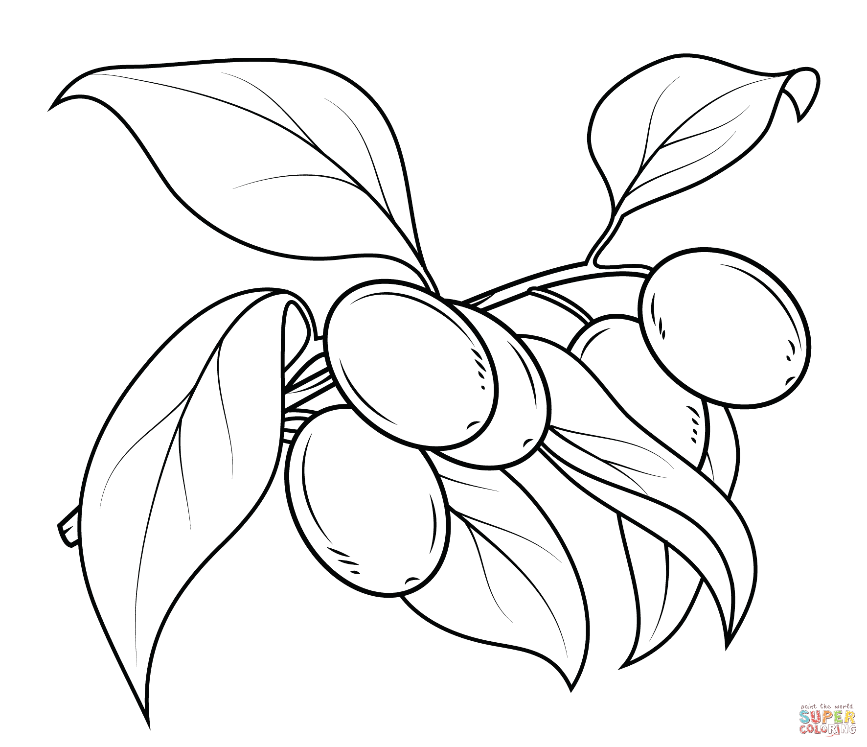 1772x1526 Coloring Pages Olive Tree New Kumquat Branch Coloring Page
