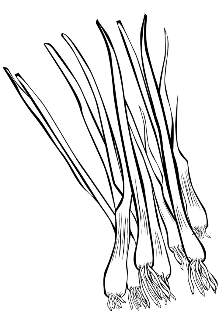 720x1080 Onion Coloring Pages To Download And Print For Free