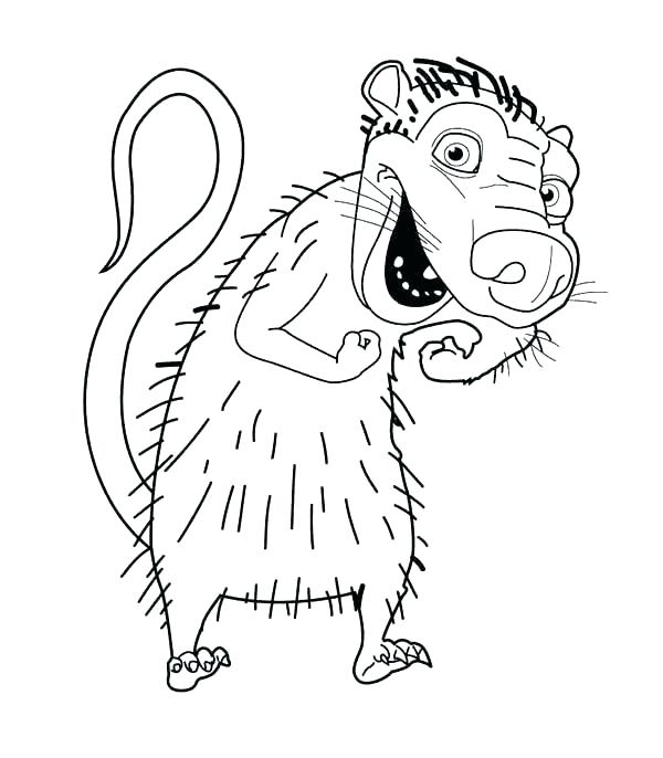 600x686 Opossum Coloring Page Possums Colouring Pages