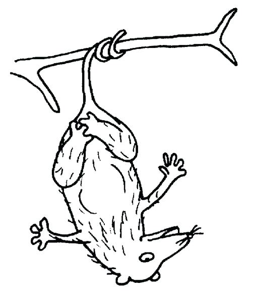 502x590 Opossum Coloring Pages Opossum Coloring Page Animals Town Color