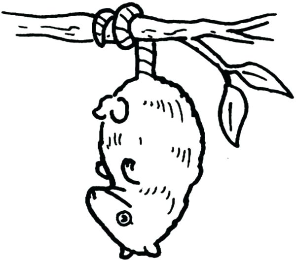 600x530 Opossum Coloring Pages Opossum Coloring Pages Hanging Possum