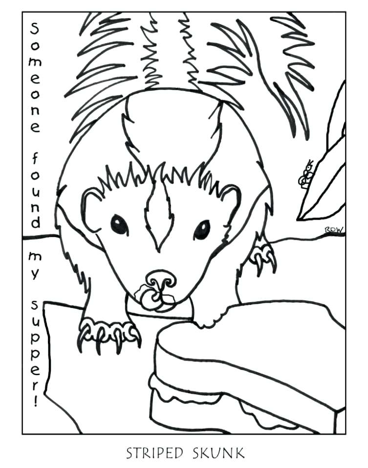 753x957 Opossum Coloring Pages Opossum Coloring Pages Possum Colouring