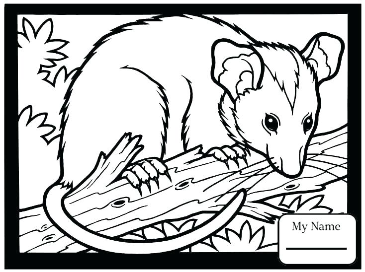 734x548 Skunk Coloring Page Opossum Coloring Pages Opossum Coloring Pages