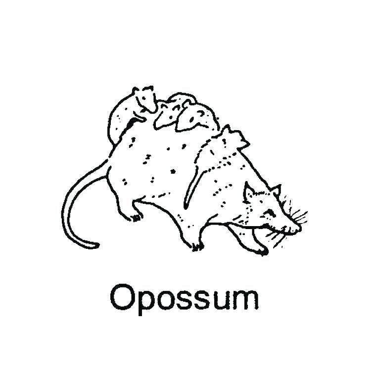 760x760 Opossum Coloring Page