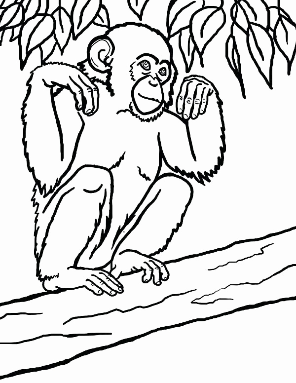 600x776 Jane Goodall Coloring Page Photograph Chimpanzee Swinging Coloring